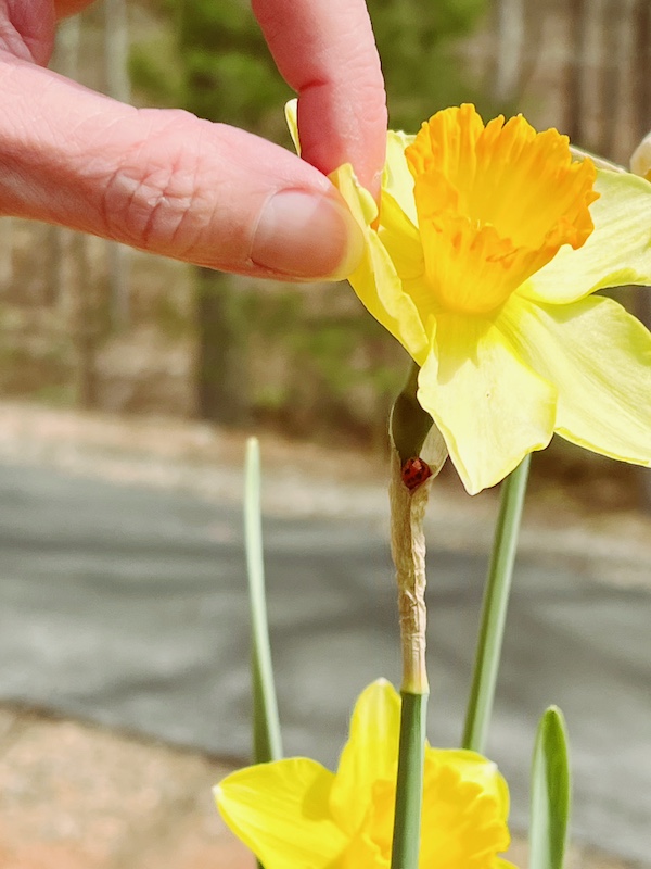 photos in a garden of daffodil