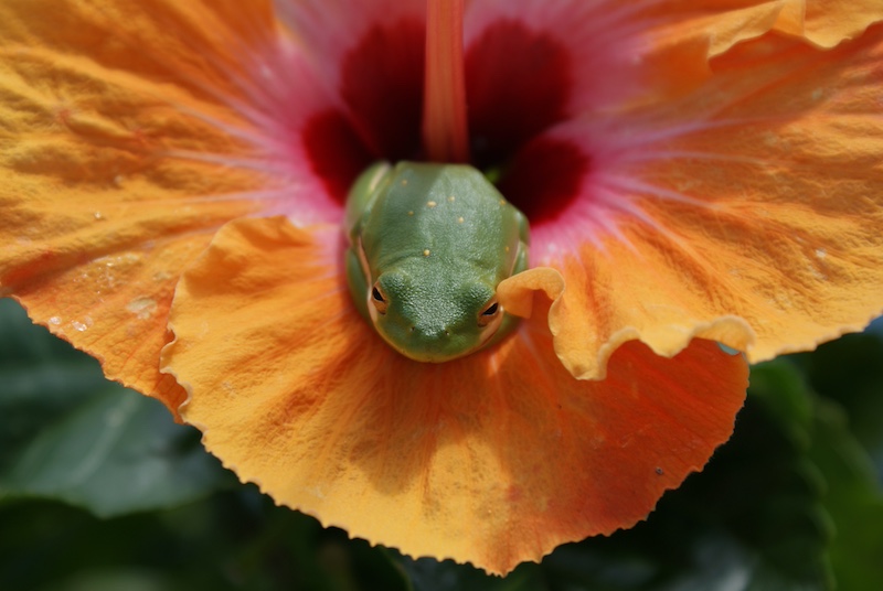 photos in a garden of frog in flower
