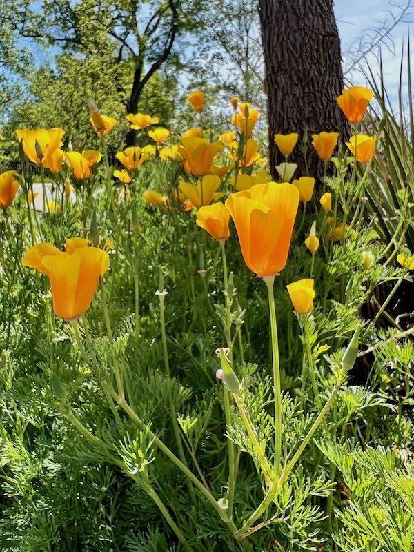 closeup of flowers in photos in a garden