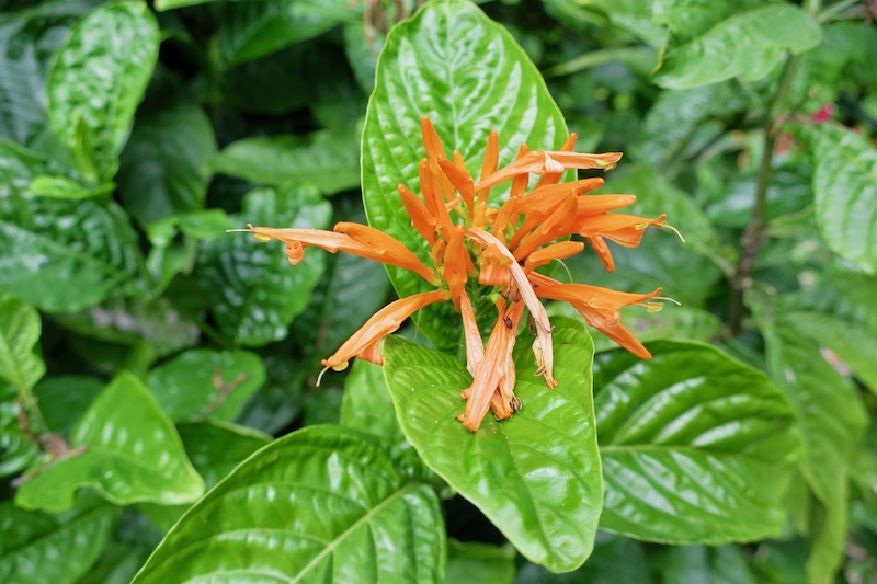 Kampong Garden mohintli