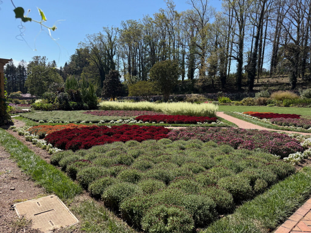 mums at Biltmore
