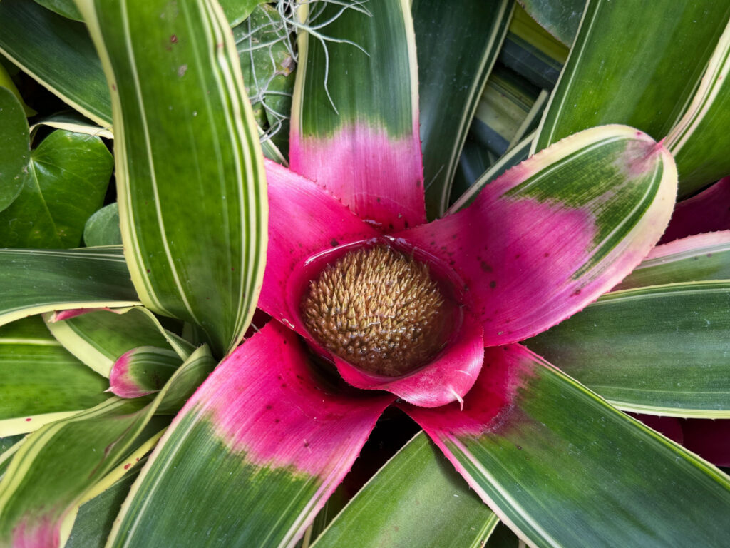 Biltmore conservatory