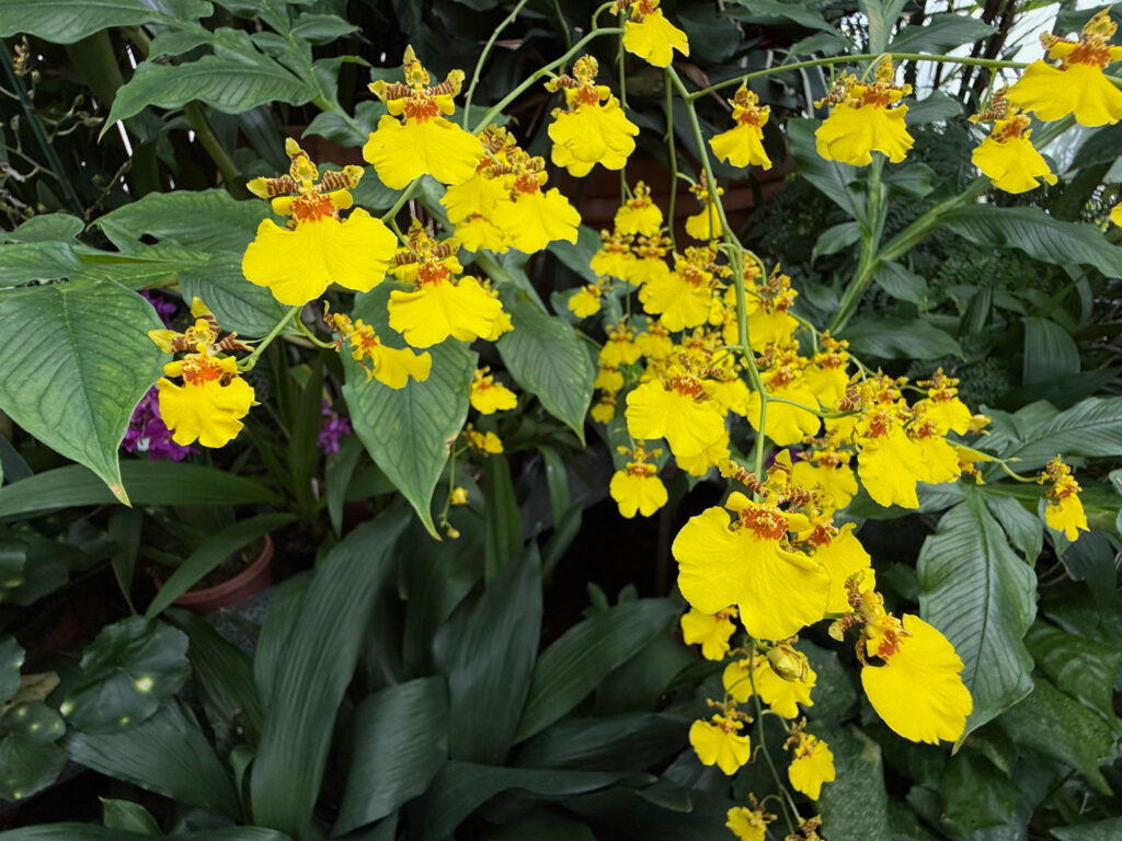 biltmore conservatory orchids