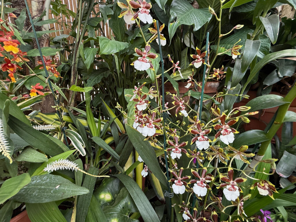 Biltmore orchids