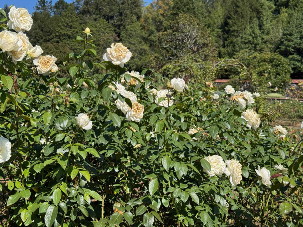 Biltmore rose garden