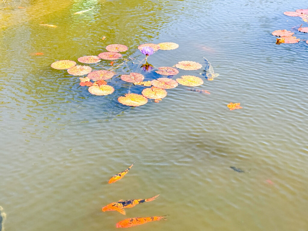 water lily