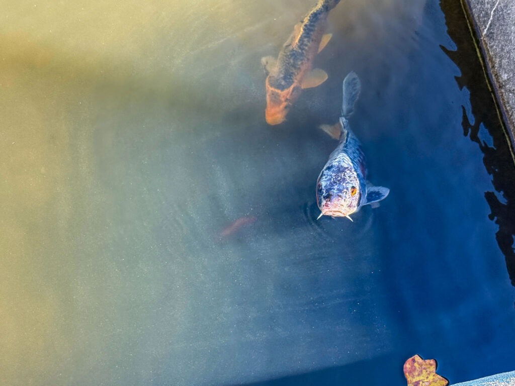 biltmore koi
