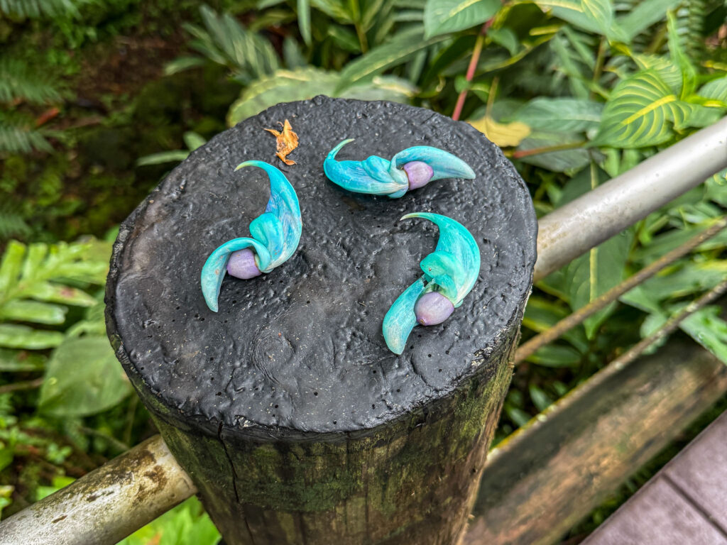 jade blossom