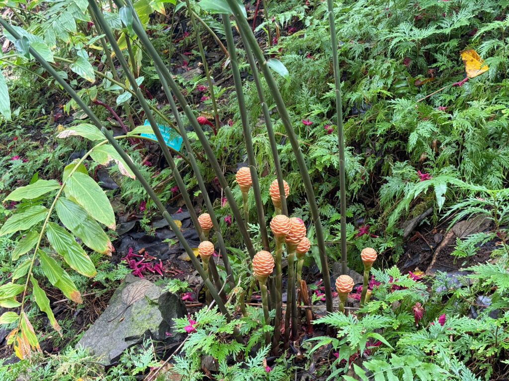 Hawaii Tropical Botanical Garden ginger